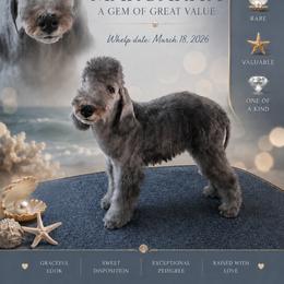 Margarita A Gem Of Great Value - Blue female Bedlington Terrier puppy in Staten Island, New York from RYAS Bedlington Terriers Kennel