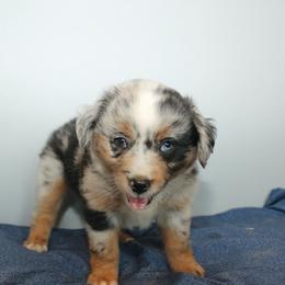 Betsy Ross - Blue merle female Miniature Australian Shepherd puppy in Kissee Mills, Missouri from Clinkenbeard Kennel