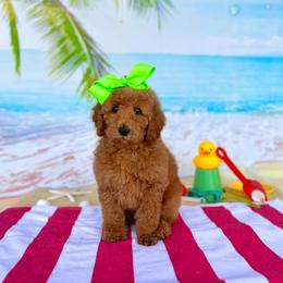 Peaches Lime Girl - Red  female Goldendoodle puppy in Kountze, Texas from Texas Doodles LLC