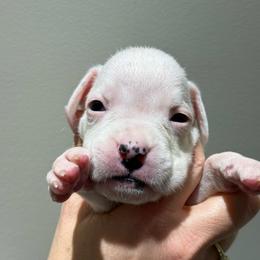 York - White female Boxer puppy in Jamesville, New York from Reynolds Homestead Boxers