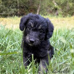 Calamity Jane (Mini Size) - Black female Bordoodle puppy in Mulino, Oregon from Korbella Farm