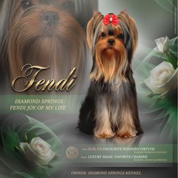 Fendi - Yorkshire Terrier