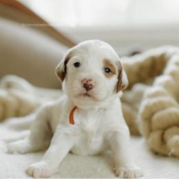 Beechnut - Parti male Goldendoodle puppy in Hiddenite, North Carolina from Rose and Reid Doodles
