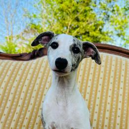 Mateo - White and fawn brindle male Whippet puppy in Kingston, Tennessee from Smithfield Park