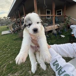Boy 5 - White and badger male Great Pyrenees puppy in North Fork, California from Heritage Mountain Ranch