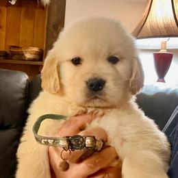 Blue Collar Boy - Golden male Golden Retriever puppy in Garrison, Montana from Mattiaci Goldens