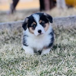 Australian Shepherd, Lagotto Romagnolo, and Pembroke Welsh Corgi Puppies from SS Australian Shepherds