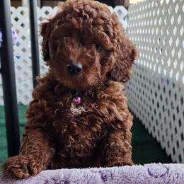 Purple collar Girl - Red  female Goldendoodle puppy in Los Molinos Ca, California from Sunshine Sanctuary Doodles