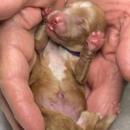 Purple Collar - Sable female Dachshund puppy in Paradise, Texas from Cap Ranch Miniature Dachshunds