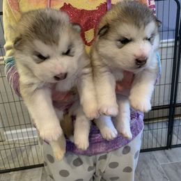Alaskan Malamute Puppies from Sigma Alaskan Malamutes