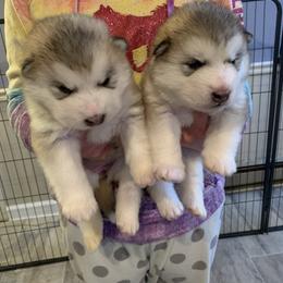 Alaskan Malamute Puppies from Sigma Alaskan Malamutes