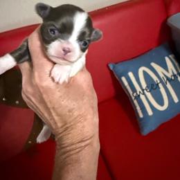 Ivy - Blue and white female Chihuahua puppy in Dime Box, Texas from Color Me Crazy Chihuahuas