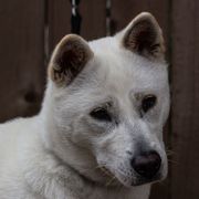 Hime - Kishu Ken