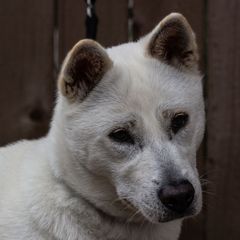 Hime - Kishu Ken