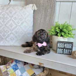 AKC Meet Layla :) - Brindle female Dachshund puppy in Centerville, Iowa from Barnyard Dachshunds, Dals & Doodles