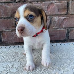 Girl 1 (Red) - Tan and white female Beagle puppy in Crestview, Florida from Alicia's Beagles
