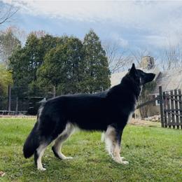 Patience - Shiloh Shepherd