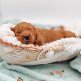 Goldendoodle Puppies from Summer Sun Doodles