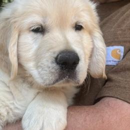 Golden Retrievers from Storm Mountain Goldens