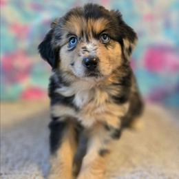 Haggard - Blue merle male Miniature Australian Shepherd puppy in Church Hill, Tennessee from Hippie Dog Haven