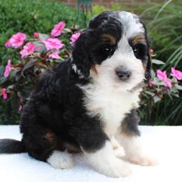 Leo - Tri-color male Bernedoodle puppy in Perrysville, Ohio from Pleasant Valley Bernedoodles
