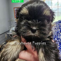 Luigi - Black and tan male Shih Tzu puppy in Lebanon, Missouri from Playhouse Puppies