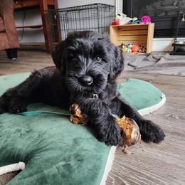 Giant Schnauzer Puppies from Wessels Schnauzers