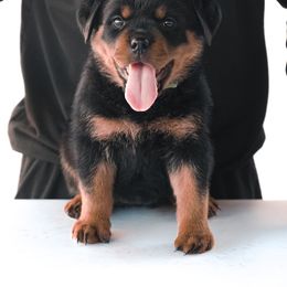 Rottweiler Puppies from Von Der Hing Rottweilers