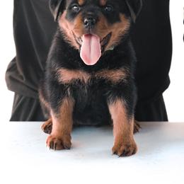 Rottweiler Puppies from Von Der Hing Rottweilers