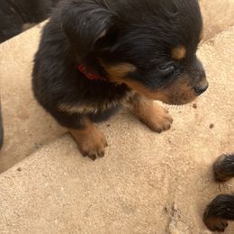 French Bulldog and Rottweiler Puppies from MBArotties_frenchies