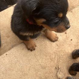 French Bulldog and Rottweiler Puppies from MBArotties_frenchies