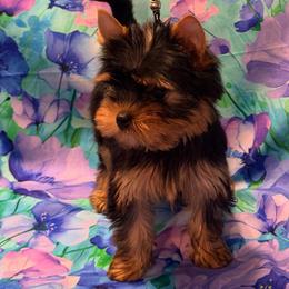 Greta - Blue and gold female Yorkshire Terrier puppy in Brandon, Florida from Shelby's Yorkshire Terriers