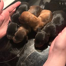 Dachshund puppies from Wideners Dachshunds