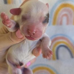 Bullseye - male Cavapoochon puppy in Bullard, Texas from Cavapoochon Central LLC