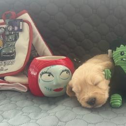 Boy 5 - male Golden Mountain Doodle puppy in Calhan, Colorado from Snowy Goldens LLC