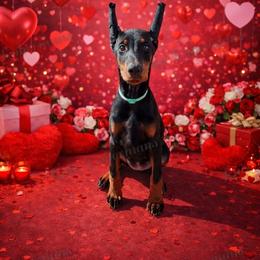 Mint - Black and rust female Doberman Pinscher puppy in Louisville, Kentucky from Ruiz Dobermans