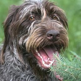 RuthieRose - Wirehaired Pointing Griffon