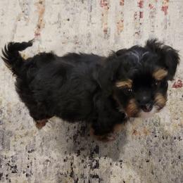 Princess - Black and white female Havanese puppy in Tarrant County, Texas from Jerico Havanese