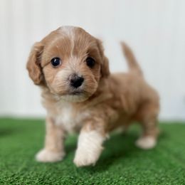Clementine - Apricot female Maltipoo puppy in Springtown, Texas from North Texas Puppies