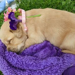 Golden Retriever Puppies from TLC Pups