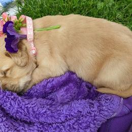 Golden Retriever Puppies from TLC Pups