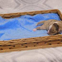 Miniature Australian Shepherd and Toy Australian Shepherd Puppies from Cherry Grove Kennel