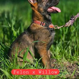 One of nixie's sisters actively training as a service.Dog - Sable female German Shepherd puppy in Roy, Washington from Diwaids Working German Shepherd Dogs