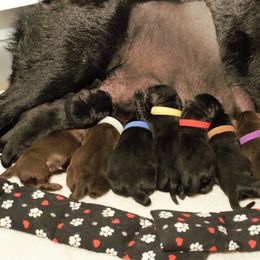Labrador Retriever Puppies from Meritrust Labradors