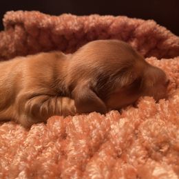 Dachshund Puppies from Miniature Alphas Dachshunds
