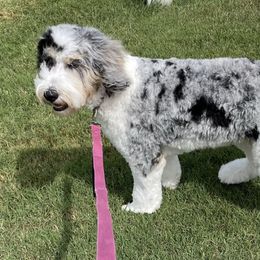 Harley Quinn - Merle Bernedoodle puppy in Knoxville, Tennessee from Bright Side Doodles