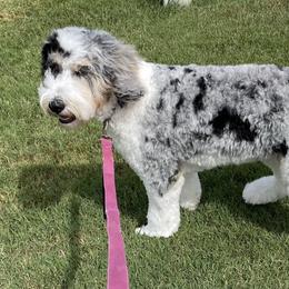 Harley Quinn - Merle Bernedoodle puppy in Knoxville, Tennessee from Bright Side Doodles