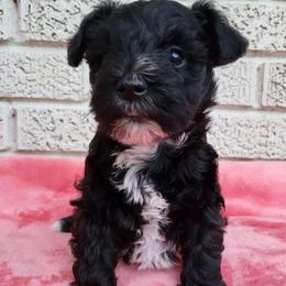Girl 1 - Salt and pepper female Miniature Schnauzer puppy in Crestview, Florida from Mert's Creek Miniature Schnauzers