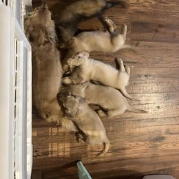 Dachshund Puppies from Honey Creek Dachshunds