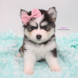 Pomsky Puppies from Florida Pomskies